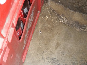 10358025_760787703965263_982230241_n