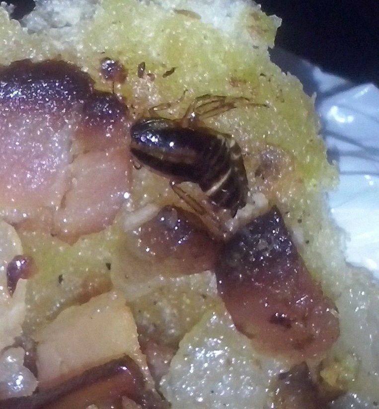 11047228_10206308208327703_1650536552_n